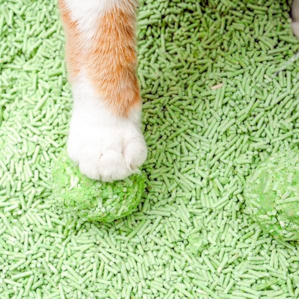 Pets