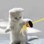 Pets