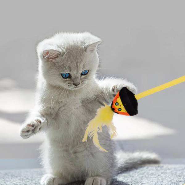 Pets