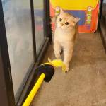 Pets