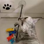 Pets