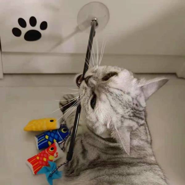 Pets